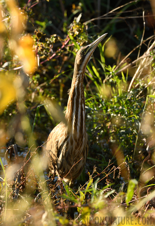 Botaurus lentiginosus [400 mm, 1/800 Sek. bei f / 8.0, ISO 1600]